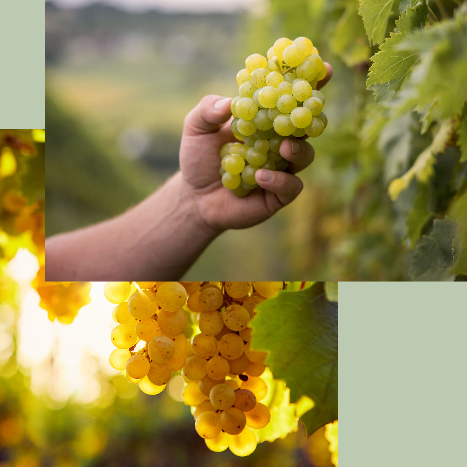 Forstberg Vielfalt in Gossendorf bei Feldbach Steiermark Stefanie und Florian Wippel Wein Sekt Online-Shop