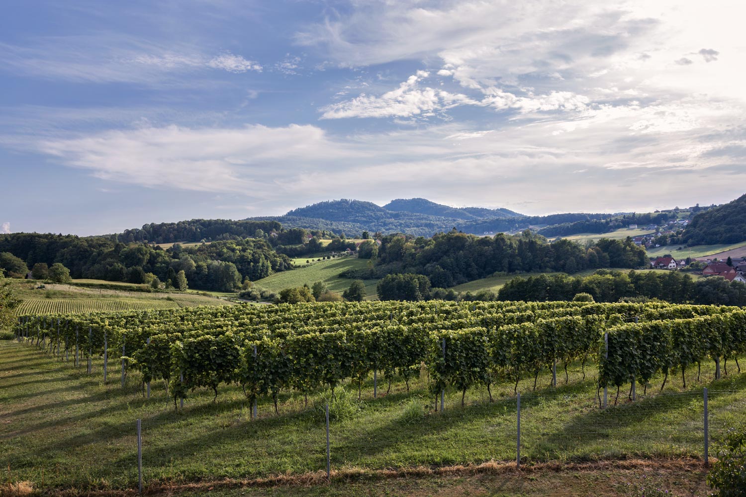 Forstberg Vielfalt in Gossendorf bei Feldbach Steiermark Stefanie und Florian Wippel Wein Sekt Online-Shop