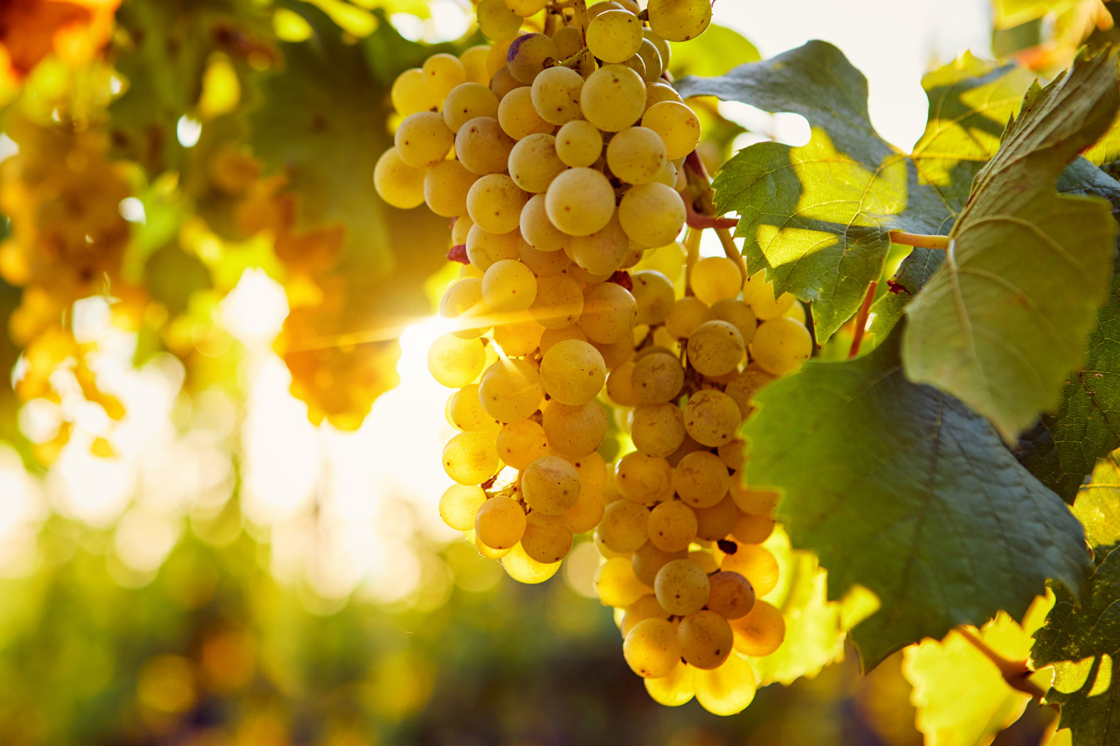 forstberg_sektkellerei_feldbach_steiermark_3