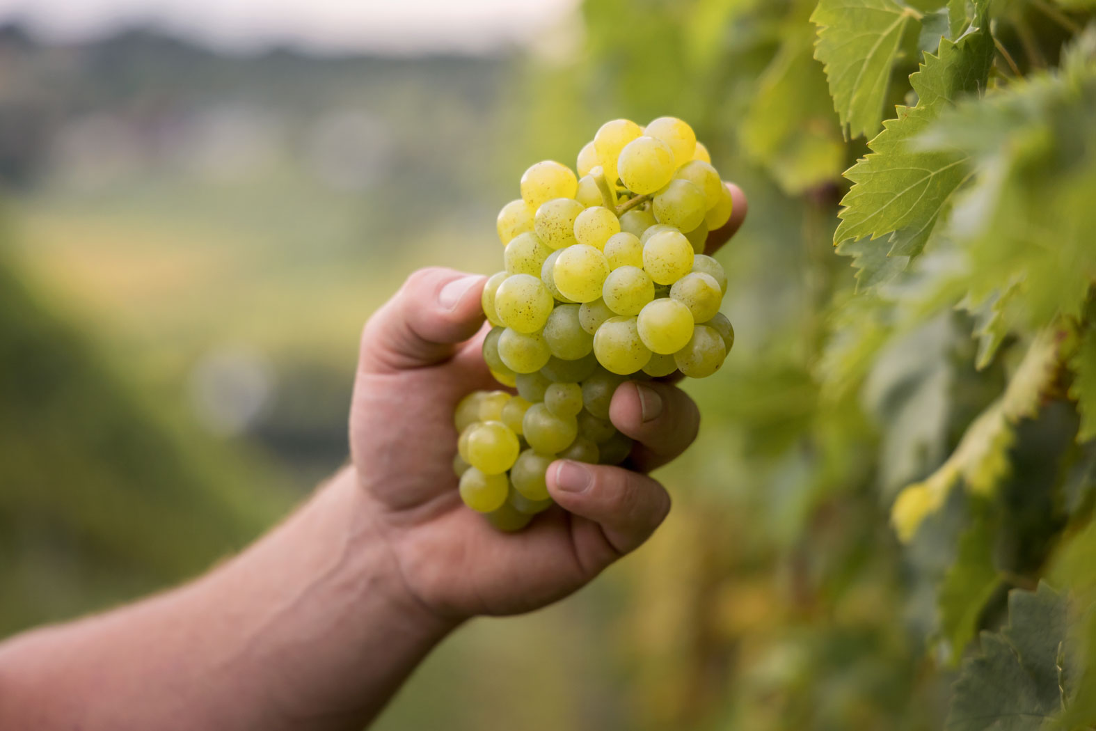 forstberg_sektkellerei_feldbach_steiermark_4